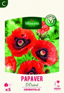 Pavots d'Orient Papaver (x5)